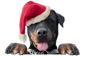 Stand Santa Rottweiler