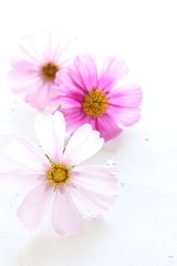 pink cosmos from autumn flower background image