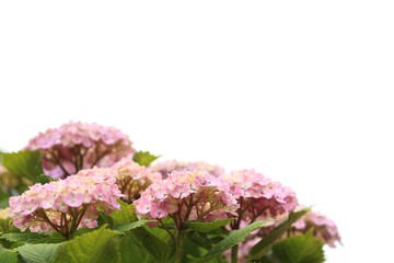 Fototapeta premium ピンクの紫陽花