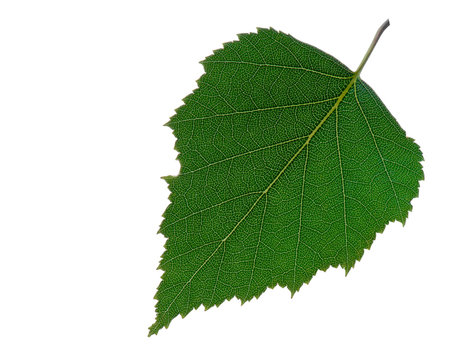 Blatt einer Birke