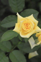 Beautiful  rose in a garden