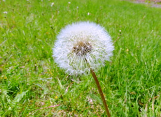 Одуванчик