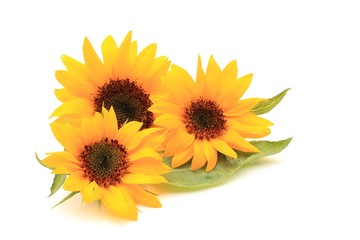 Obraz premium ヒマワリの花
