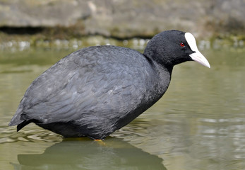 Common Coot Adult