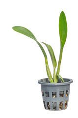 Little orkid plant in a black pot . Isolated on white background
