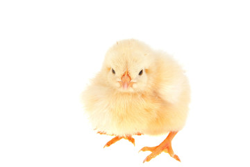Obraz premium little yellow chicken