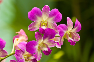 beautiful purple orchid