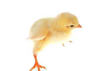little yellow chicken