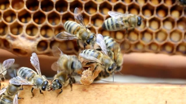 Extreme situation in the colony of bees