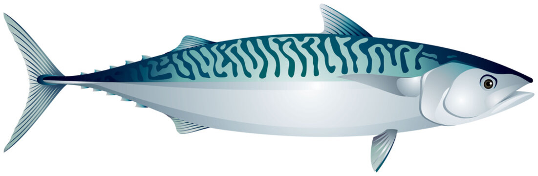 Mackerel, Ocean Fish