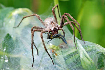 Nursery Web Spider Female
