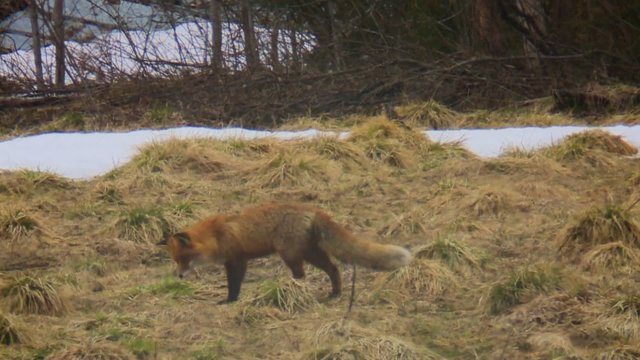 Fuchs