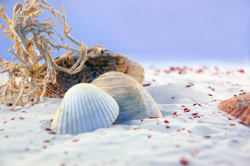 Muscheln © dayves