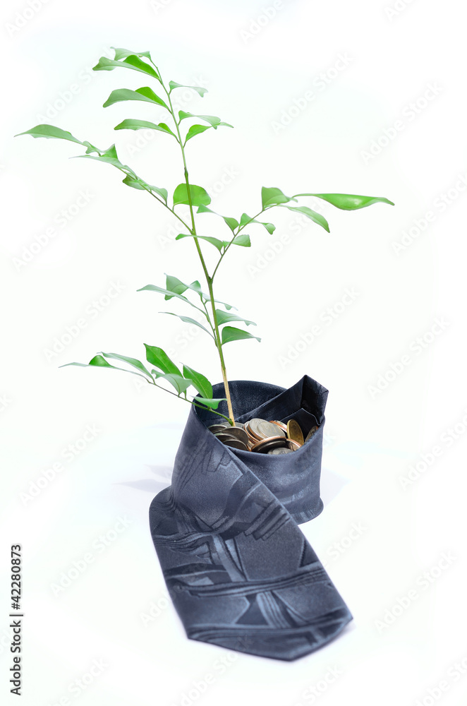 Wall mural Tree growing on baht coins with necktie pot