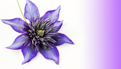 Clematis -  Multi blue