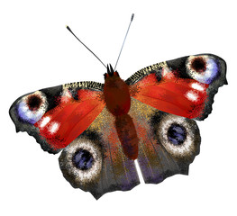illustration of   European Peacock butterfly
