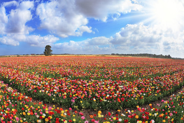 Multi-color field of blossoming  buttercups