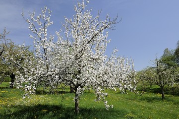Naklejka premium blossoming orchard #2, baden