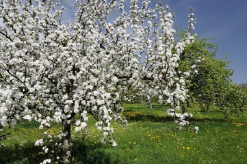 apple flowers #3, baden