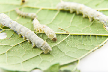silkworm