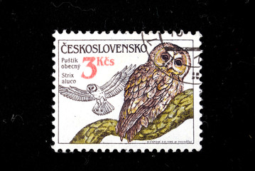 shows Strix aluco, series owls