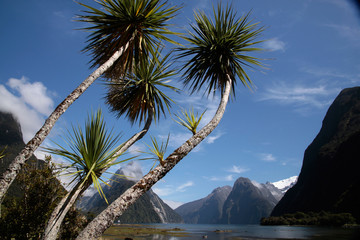 Palmen im Milford Sound in Neuseeland