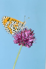 Mariposa posada en flor silvestre, melitaea didyma, detalle