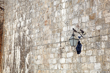 Pigeons of Dubrovnik