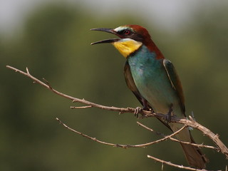 European bee-eater on branch, Merops apiaster
