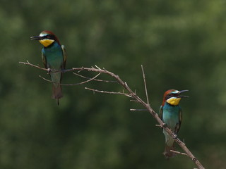 European bee-eater on branch, Merops apiaster