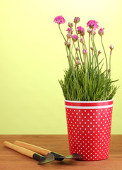 Pink flowers in pot with instruments