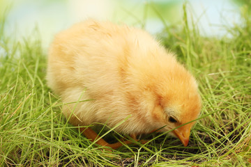 beautiful little chicken on green grass in garden