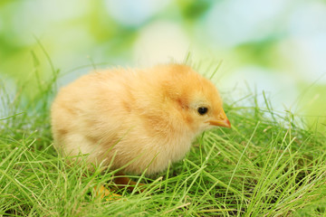 beautiful little chicken on green grass in garden