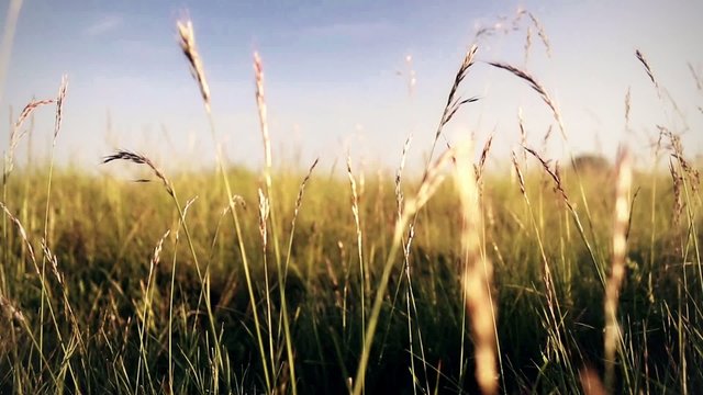 Meadow