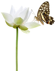 papillon sur fleur blanche de lotus