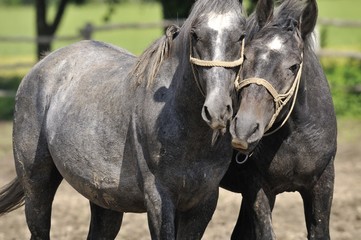 Fototapeta premium On the horse farm