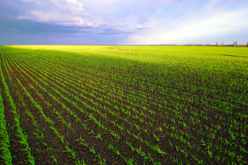 Field with a green grass and the cloudy sky
