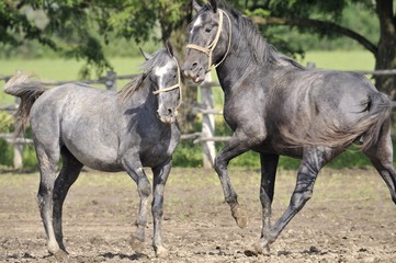 Obraz premium Horse fight