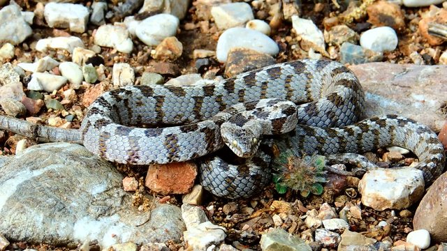 Telescopus fallax, European Cat Snake