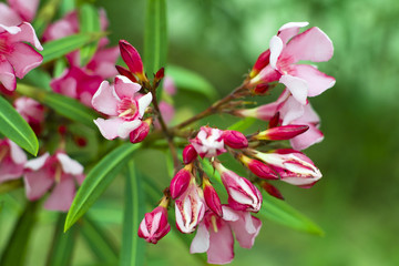 Oleander in flowering