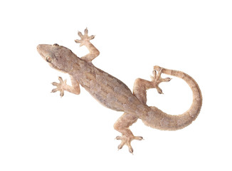 Obraz premium Lizard isolated on white background