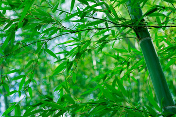 Bamboo Forest