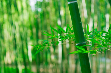 Bamboo Forest