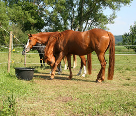 Obraz premium Wasserversorgung auf der Sommerweide