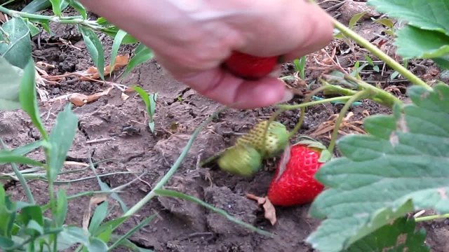 picking strawberries in the garden