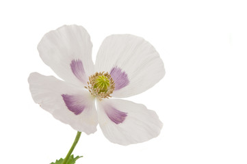 white poppy flower isolated