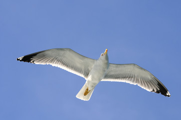 Obraz premium Flying Seagull