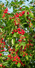 Ripe juicy red cherries