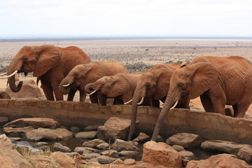 éléphant