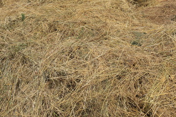 frisches Heu